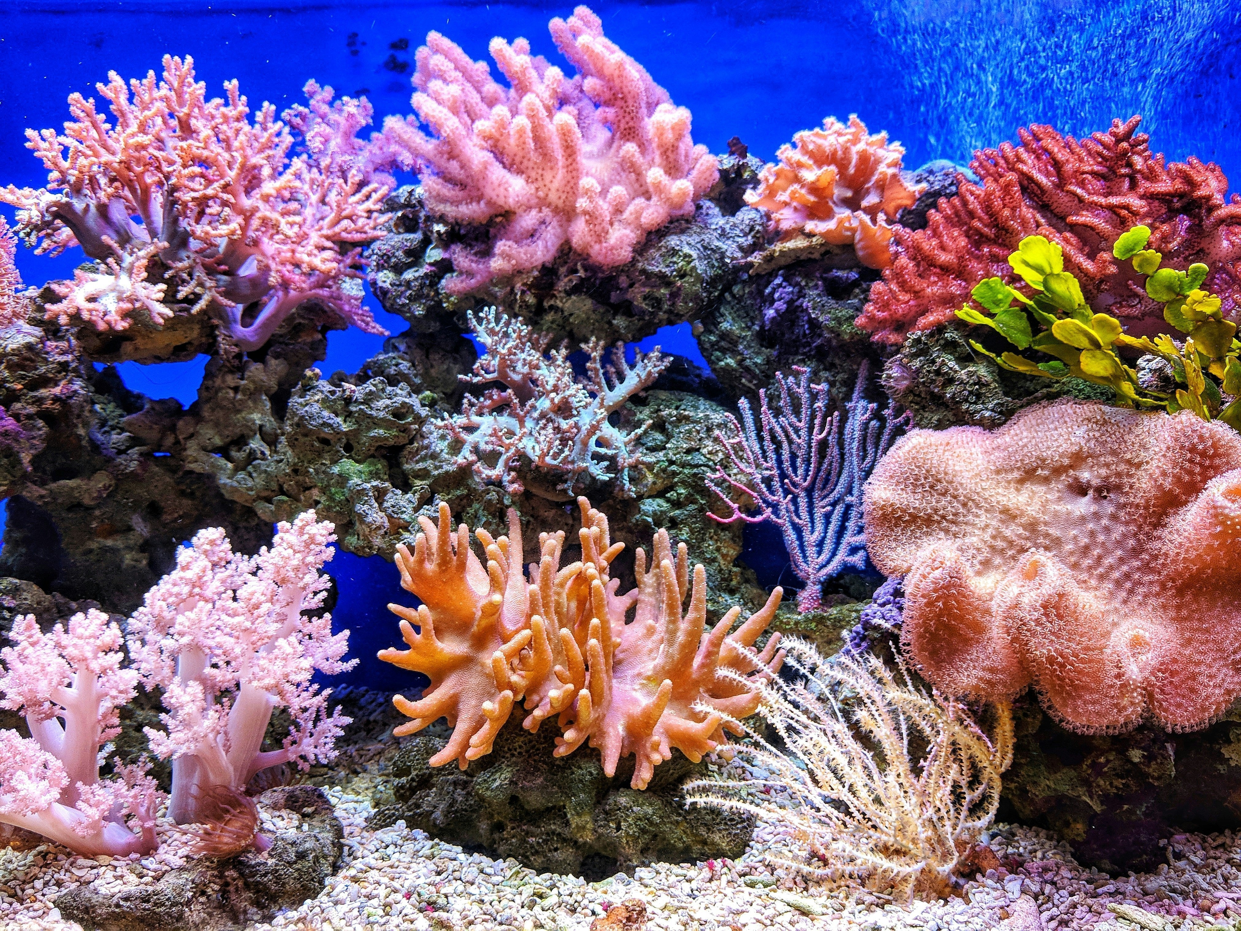 Getting the Best Out of Your Reef Experience – Goodordering