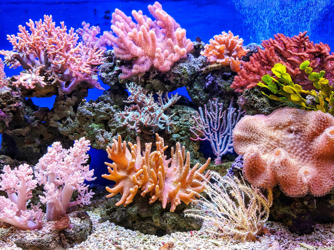 Timing Is Everything: Getting the Best Out of Your Reef Experience